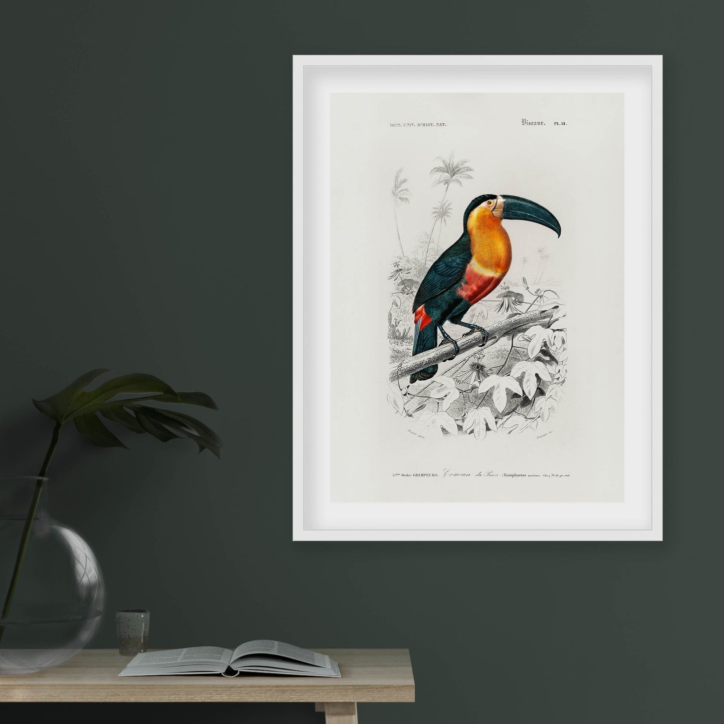 Charles Dessalines D' Orbigny - Toucan (Ramphastos)