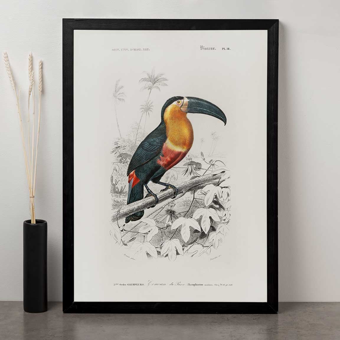 Charles Dessalines D' Orbigny - Toucan (Ramphastos)