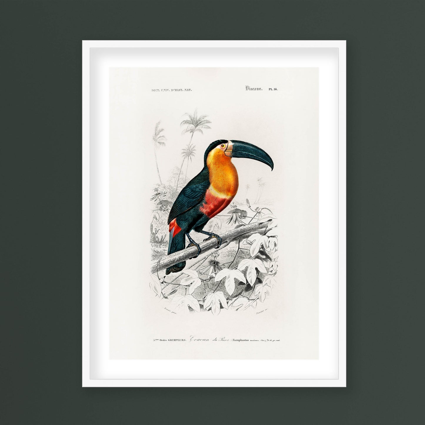 Charles Dessalines D' Orbigny - Toucan (Ramphastos)