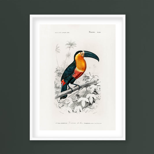 Charles Dessalines D' Orbigny - Toucan (Ramphastos)