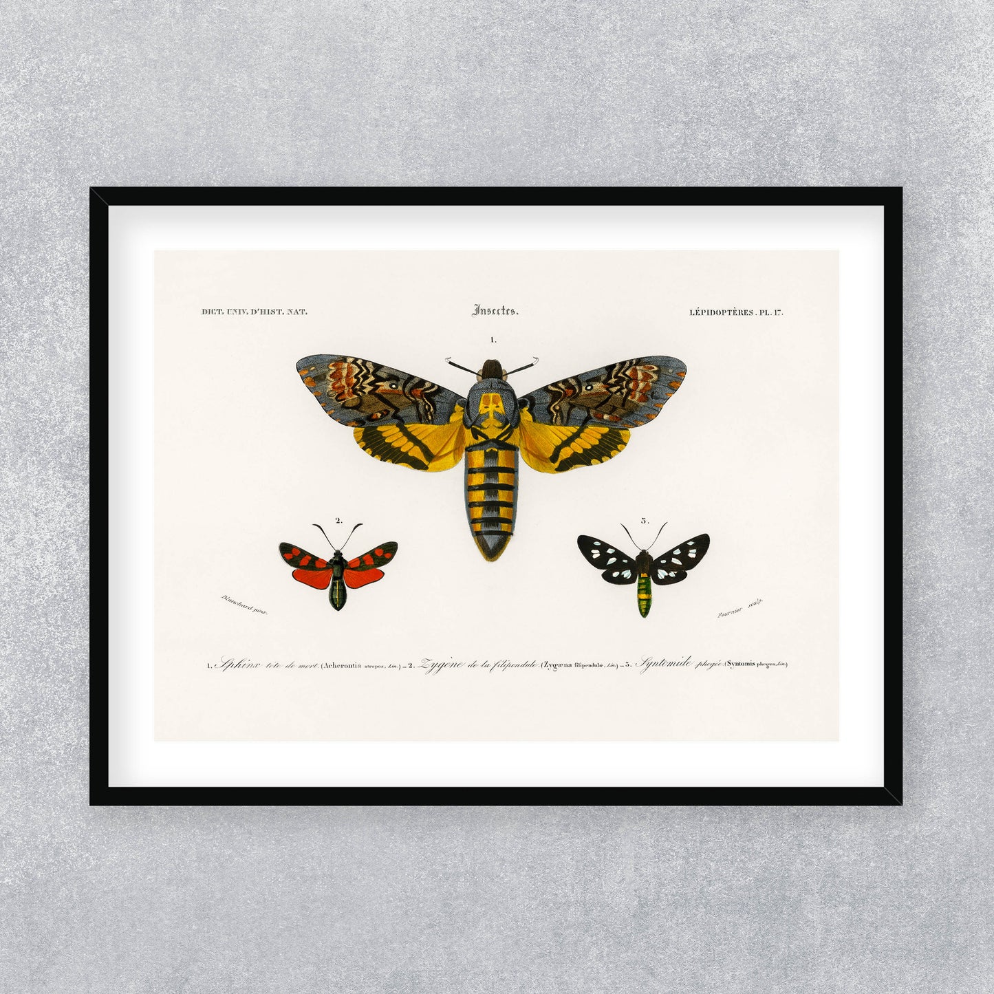 Charles Dessalines D' Orbigny - Collection of Moths