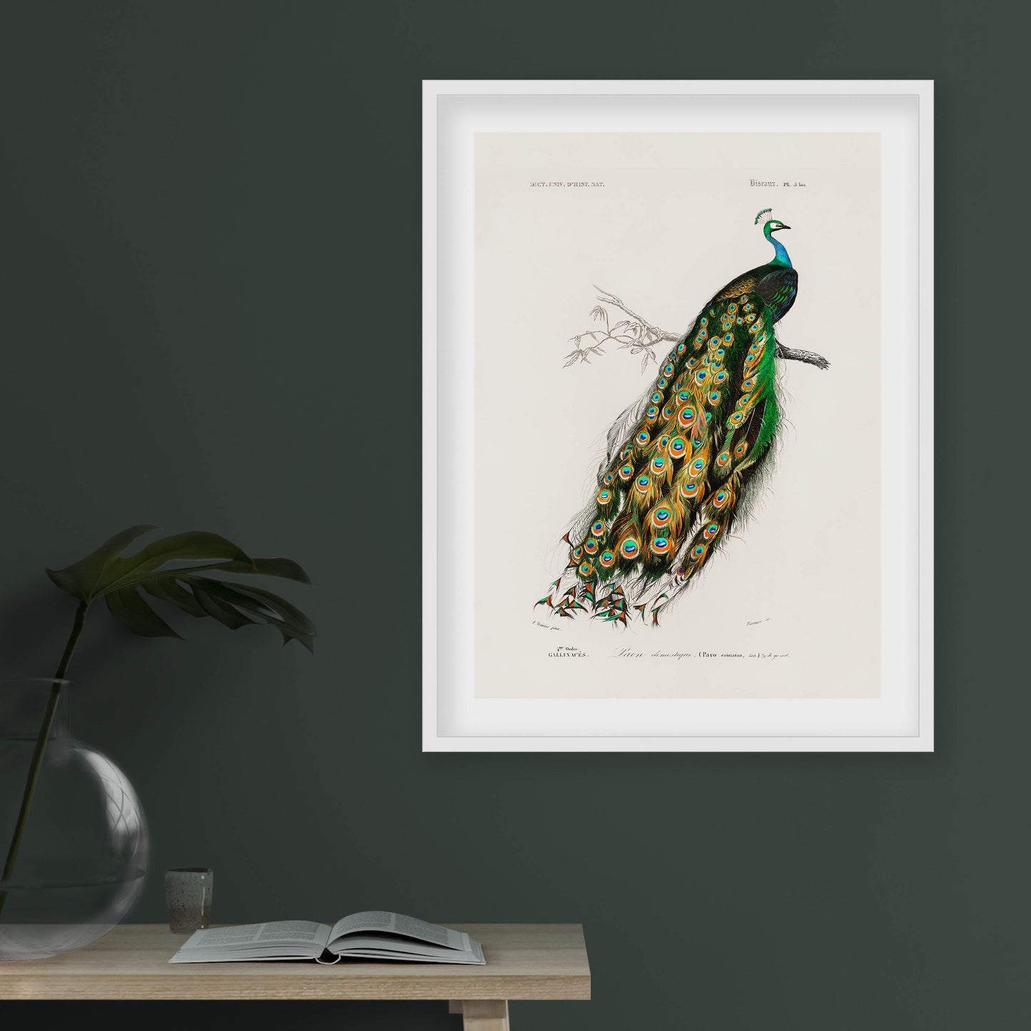 Charles Dessalines D' Orbigny - Indian Peafowl (Pavo Cristatus)