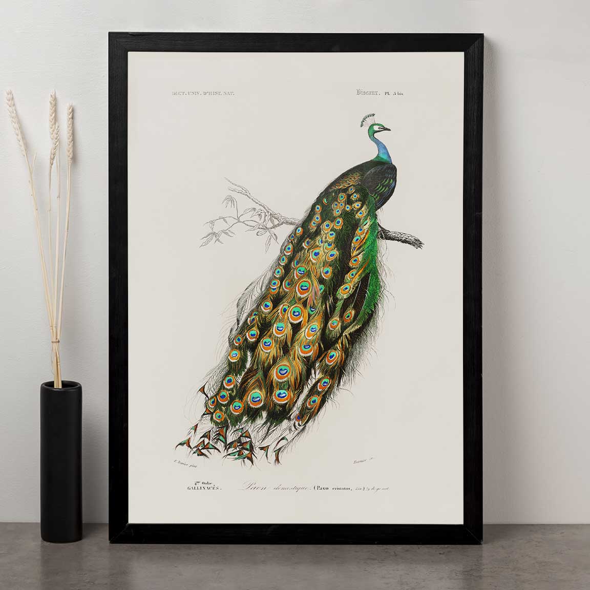 Charles Dessalines D' Orbigny - Indian Peafowl (Pavo Cristatus)