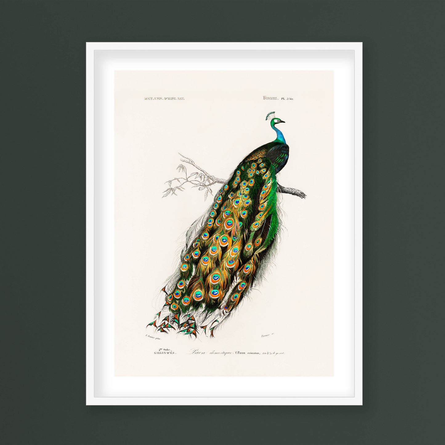 Charles Dessalines D' Orbigny - Indian Peafowl (Pavo Cristatus)