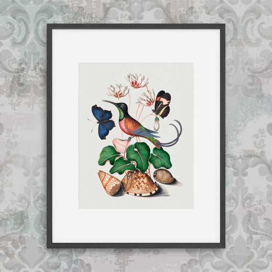 James Bolton - Crimson topaz hummingbird, Cyclamen, Red Postman and shells