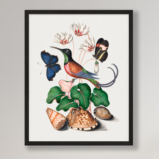 James Bolton - Crimson topaz hummingbird, Cyclamen, Red Postman and shells