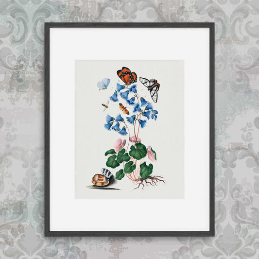 James Bolton - Soldanella, Amazon angel, net-winged beetle and shells