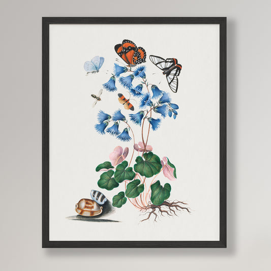 James Bolton - Soldanella, Amazon angel, net-winged beetle and shells