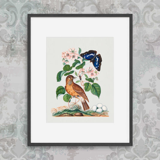 James Bolton - Spotted flycatcher and eggs, bramble and Purple Emperor and longhorned beetle