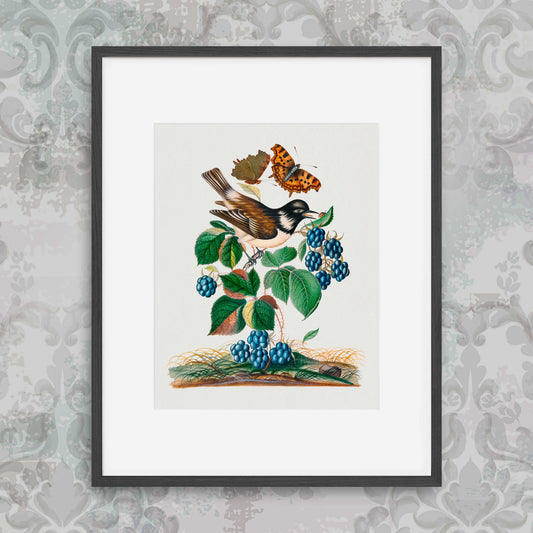 James Bolton - White-cheeked Starling, bramble and Eurasian Comma and Seven-Spotted Ladybird Beetle on leaf