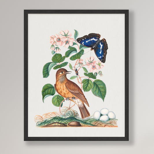 James Bolton - Spotted flycatcher and eggs, bramble and Purple Emperor and longhorned beetle