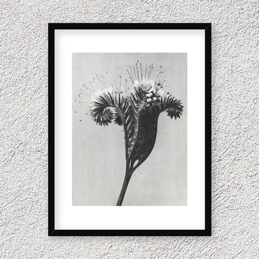 Karl Blossfeldt - Phacelia tanacetifolia