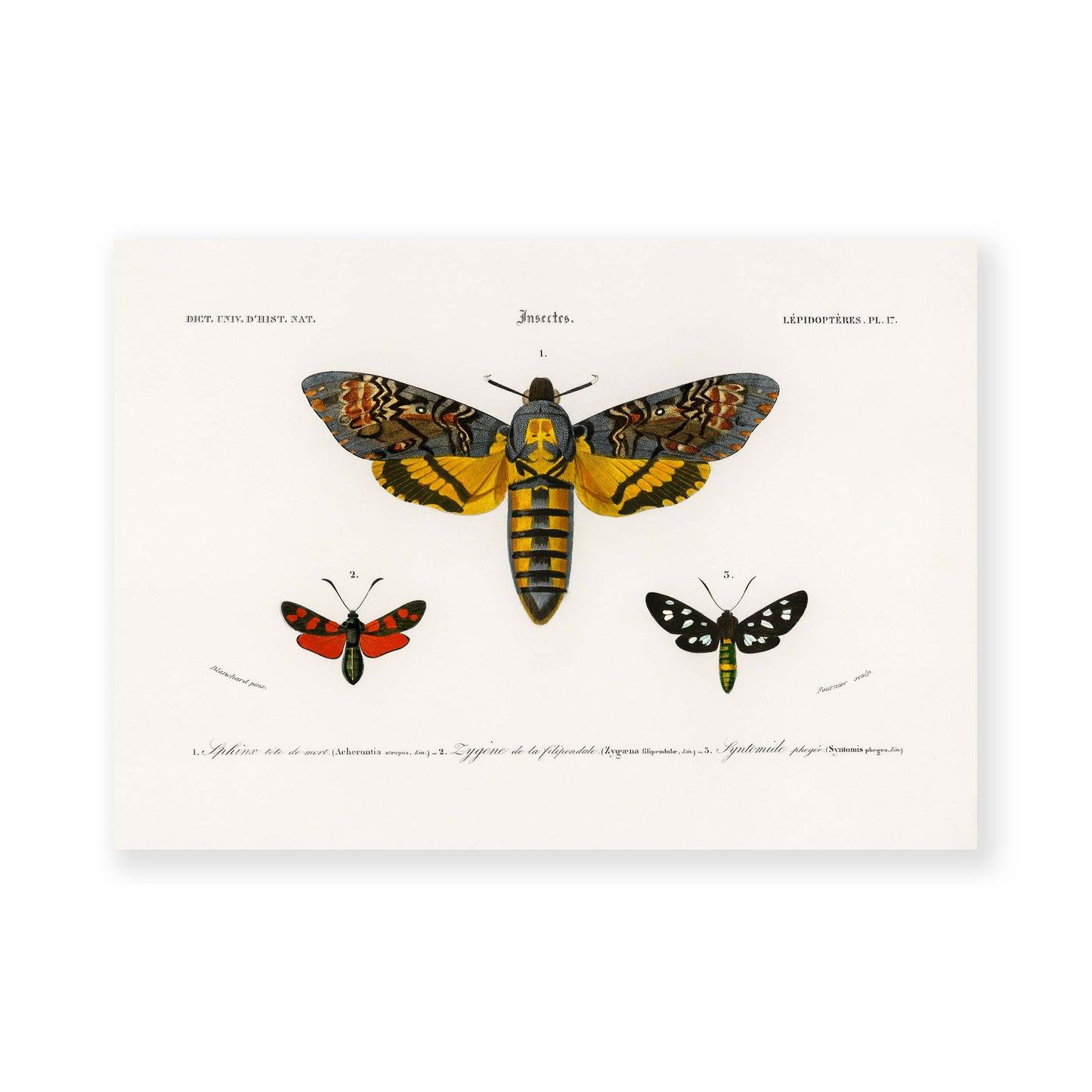 Charles Dessalines D' Orbigny - Collection of Moths