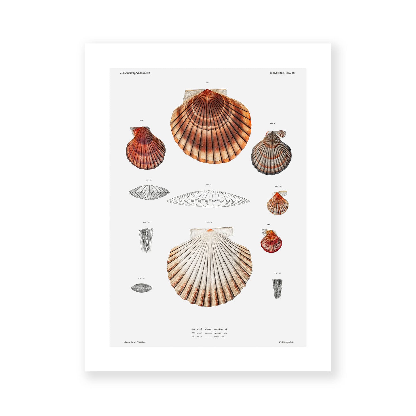 Augustus Addison Gould - Mollusca & Shells No.3