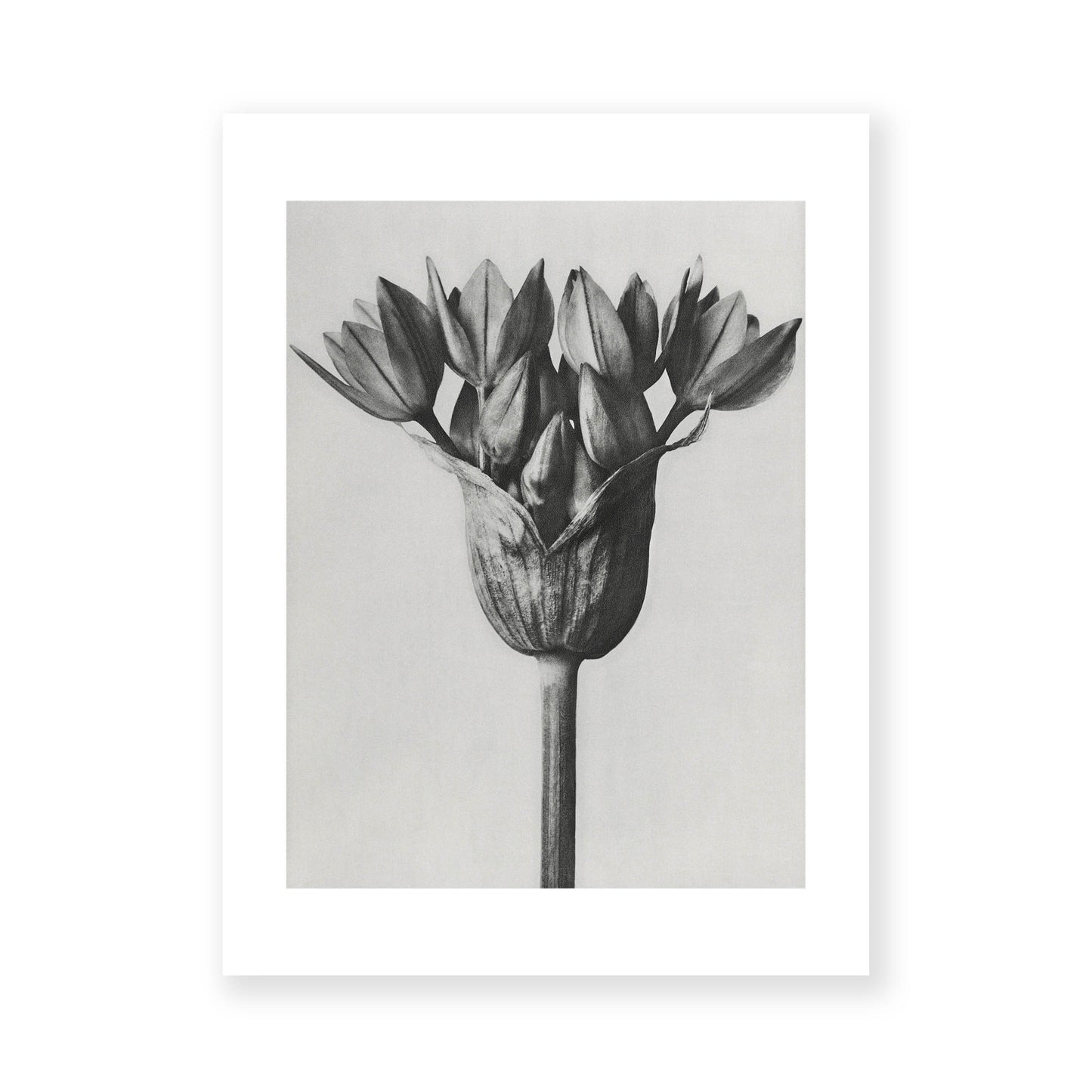 Karl Blossfeldt - Allium Ostroroskianum