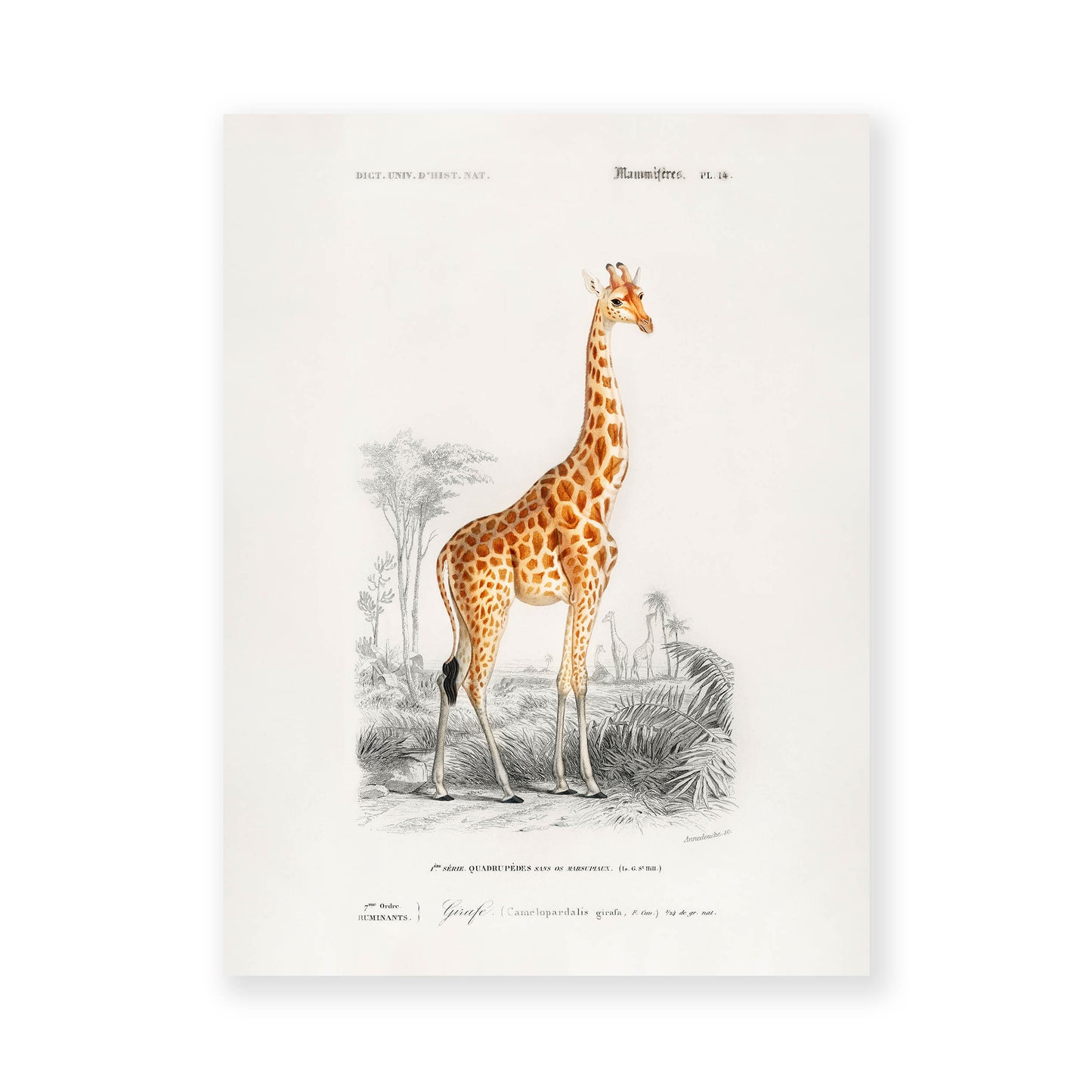 Charles Dessalines D' Orbigny - Giraffe (Giraffa camelopardalis)