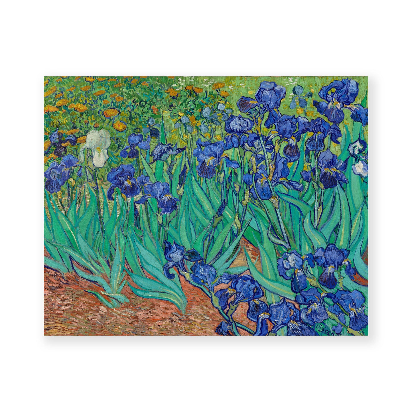 Vincent Van Gogh - Irises