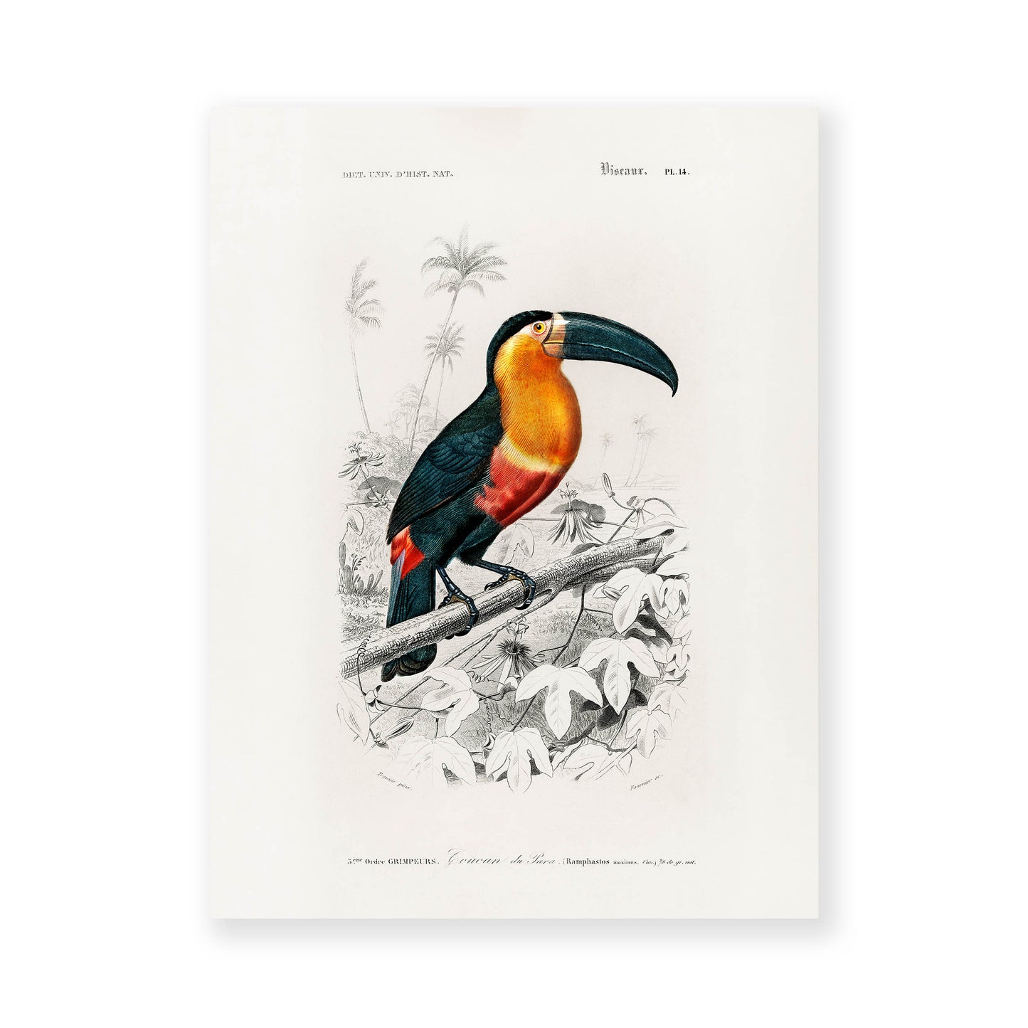 Charles Dessalines D' Orbigny - Toucan (Ramphastos)