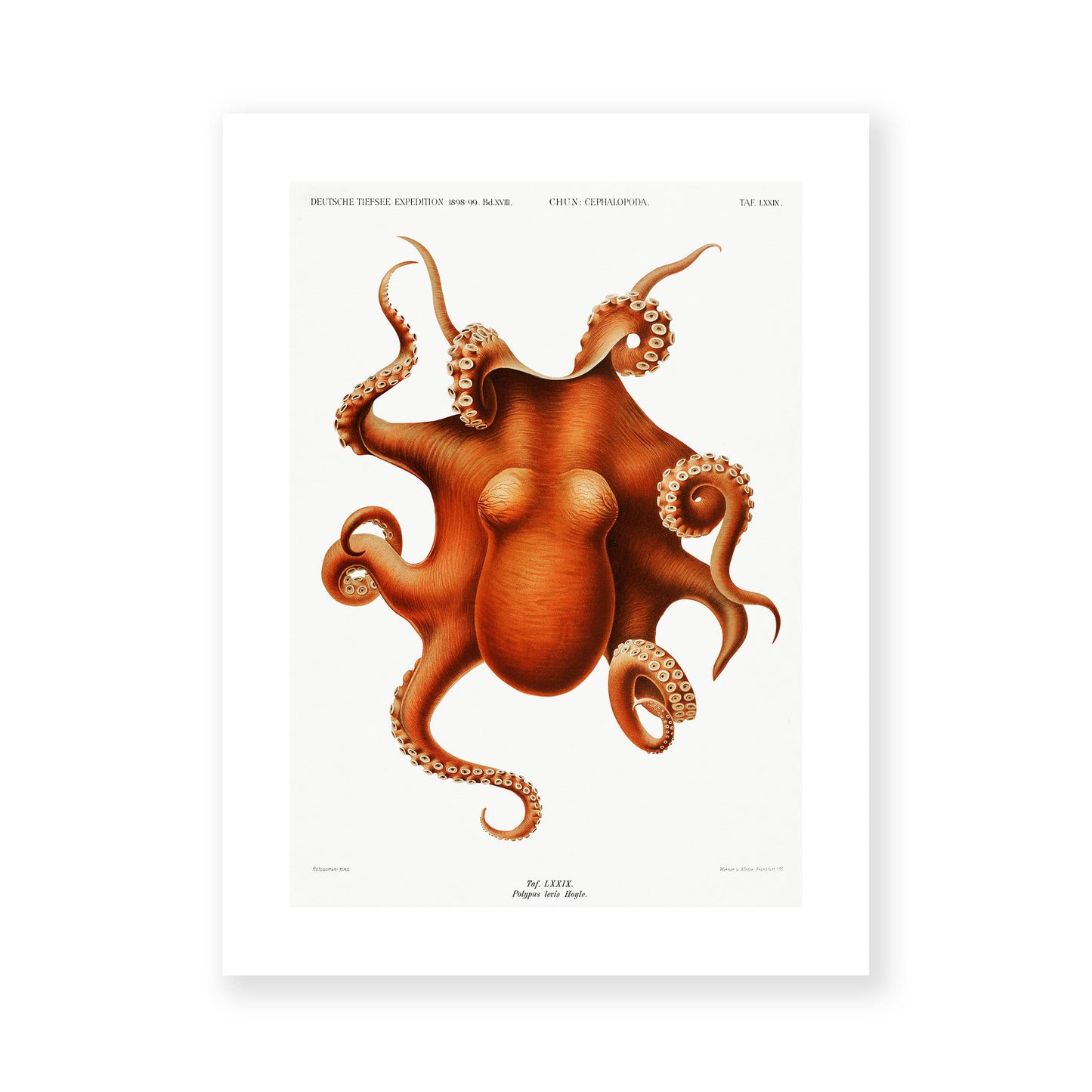 Carl Chun - Octopus