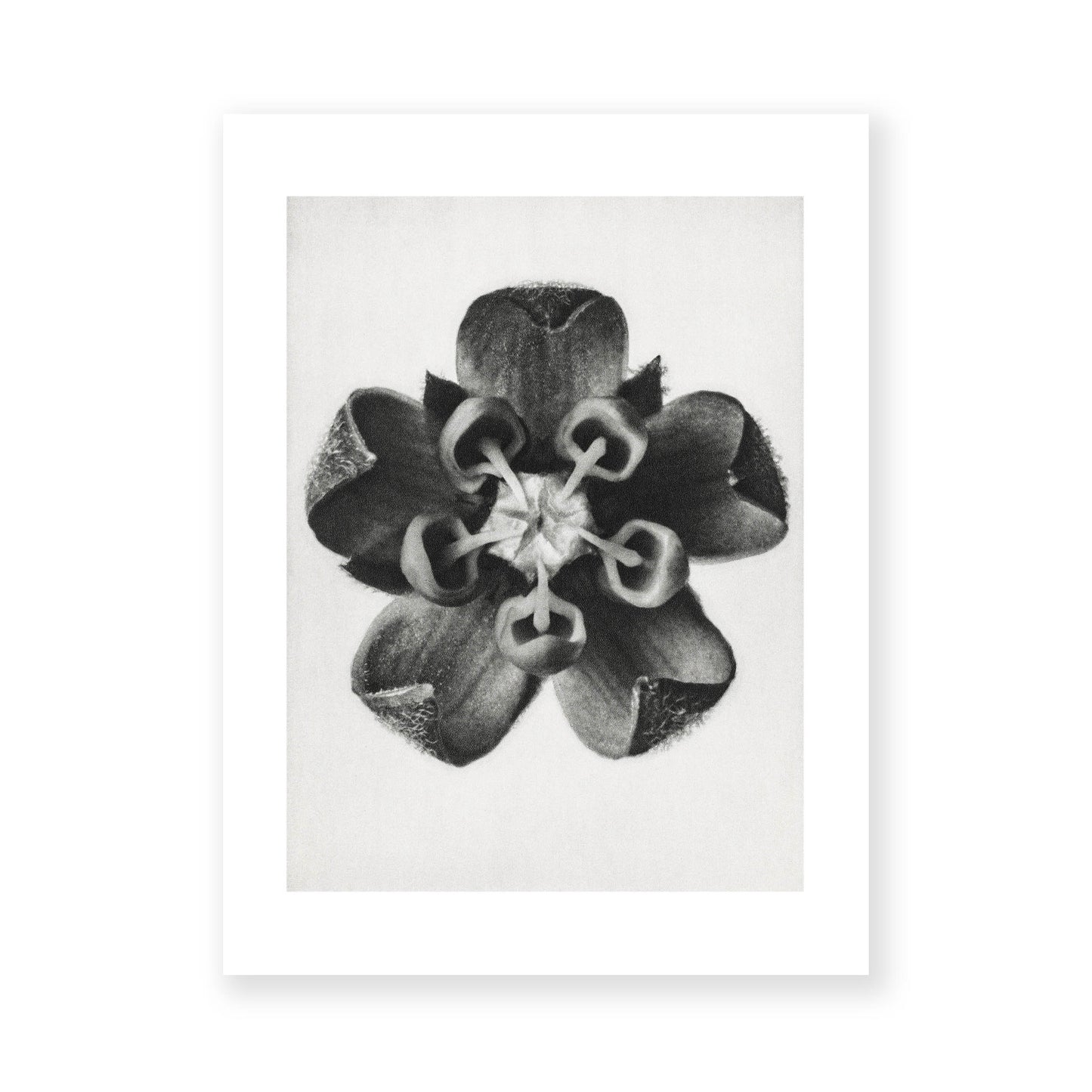 Karl Blossfeldt - Asclepias Syriaca