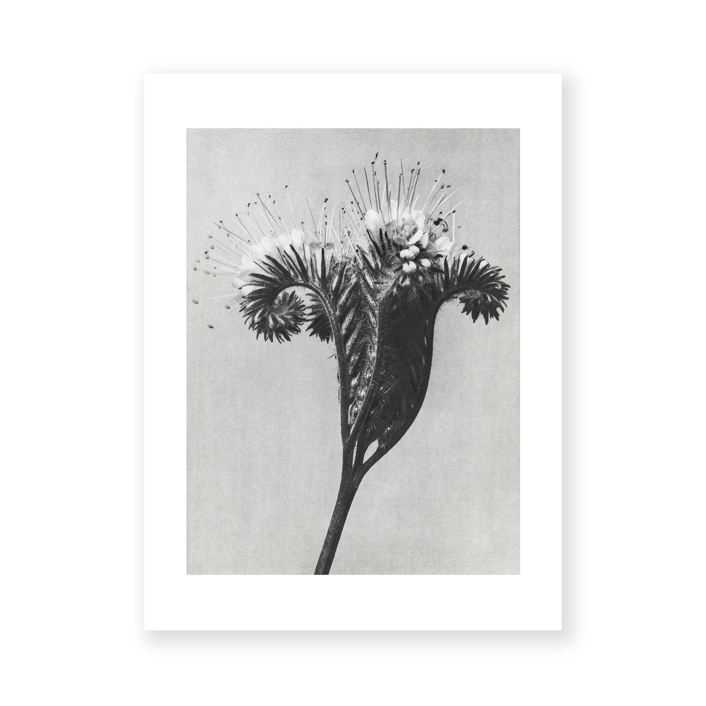 Karl Blossfeldt - Phacelia tanacetifolia