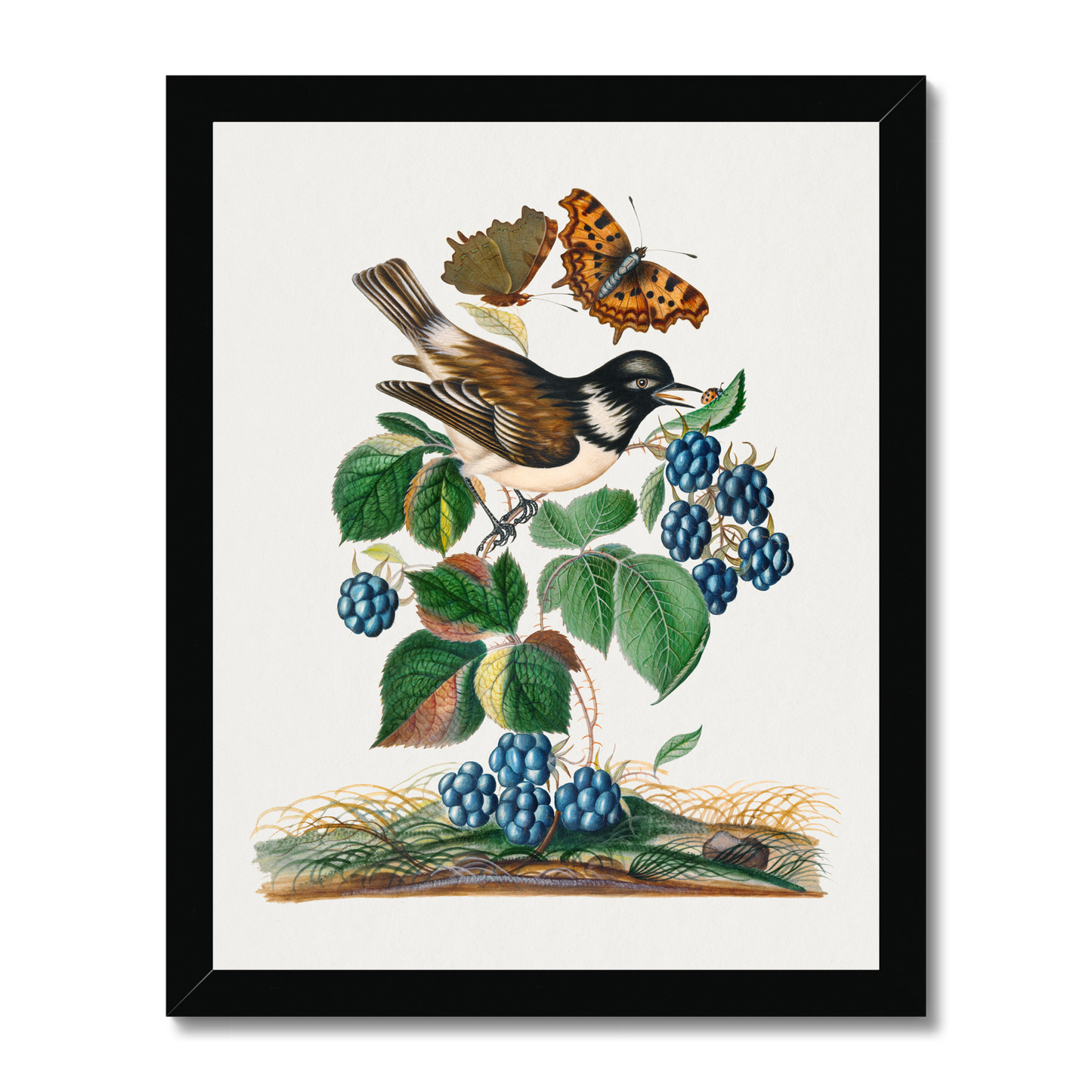 James Bolton - White-cheeked Starling, bramble and Eurasian Comma and Seven-Spotted Ladybird Beetle on leaf