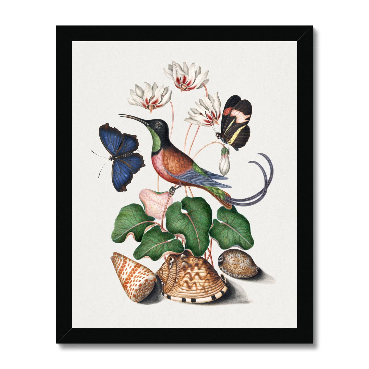 James Bolton - Crimson topaz hummingbird, Cyclamen, Red Postman and shells