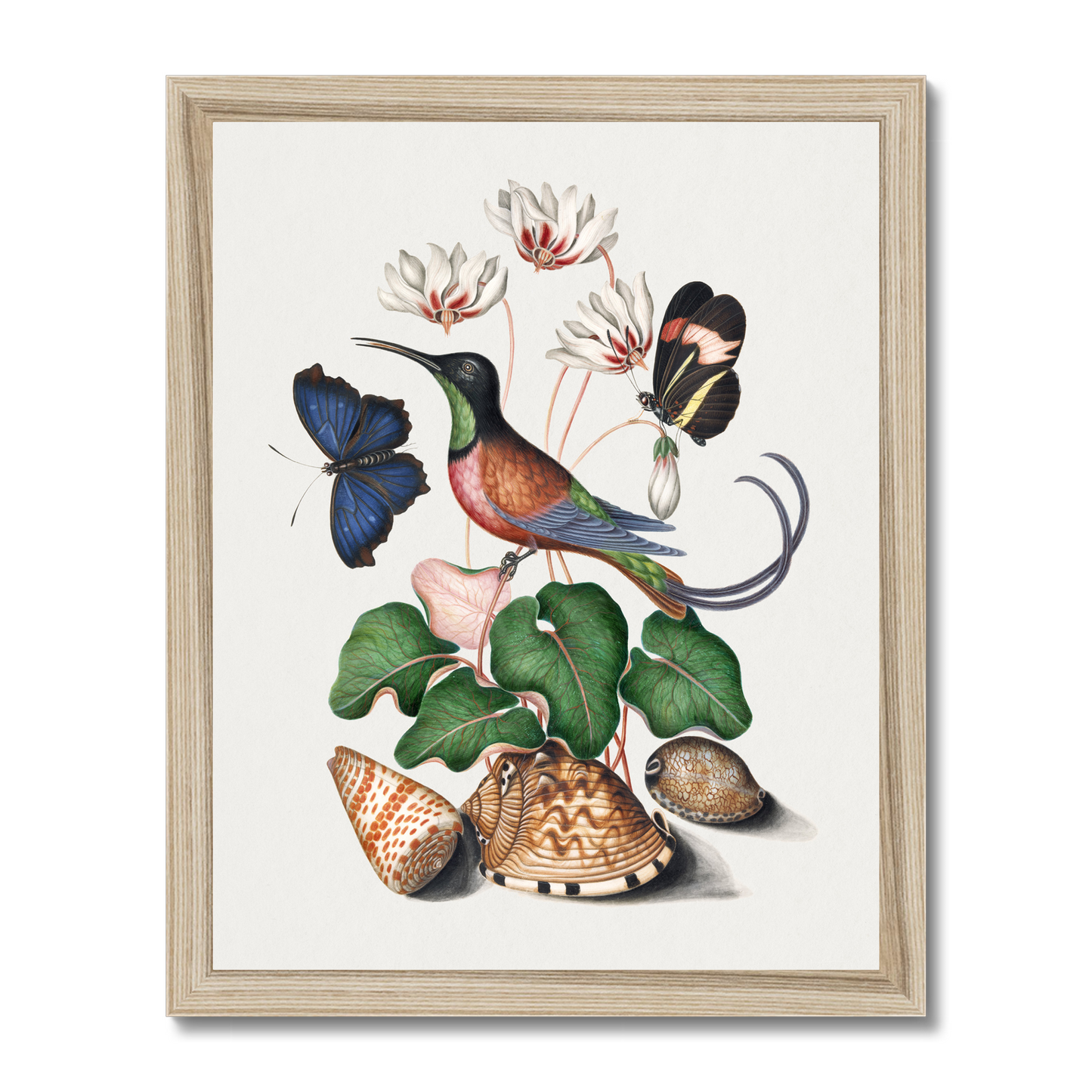 James Bolton - Crimson topaz hummingbird, Cyclamen, Red Postman and shells