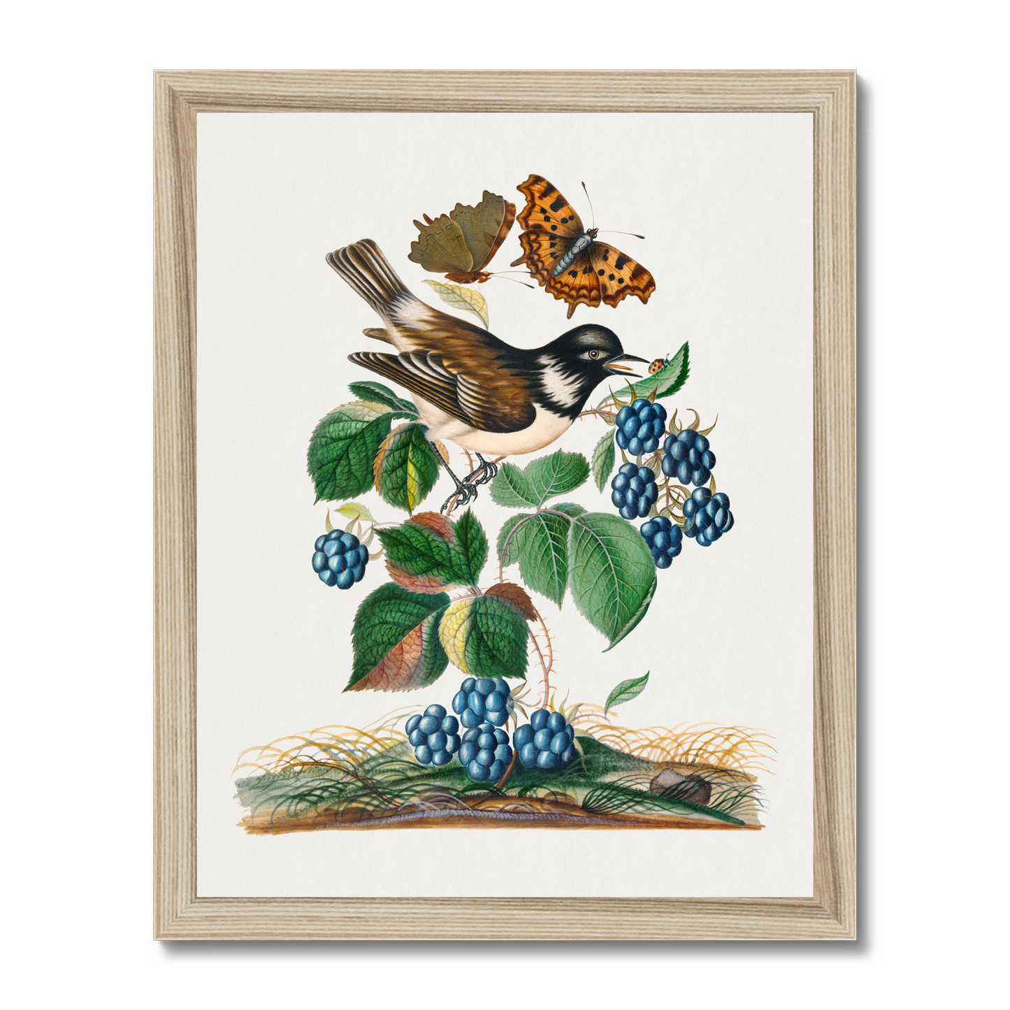 James Bolton - White-cheeked Starling, bramble and Eurasian Comma and Seven-Spotted Ladybird Beetle on leaf