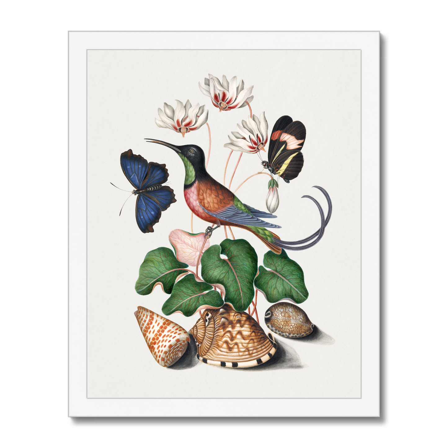 James Bolton - Crimson topaz hummingbird, Cyclamen, Red Postman and shells