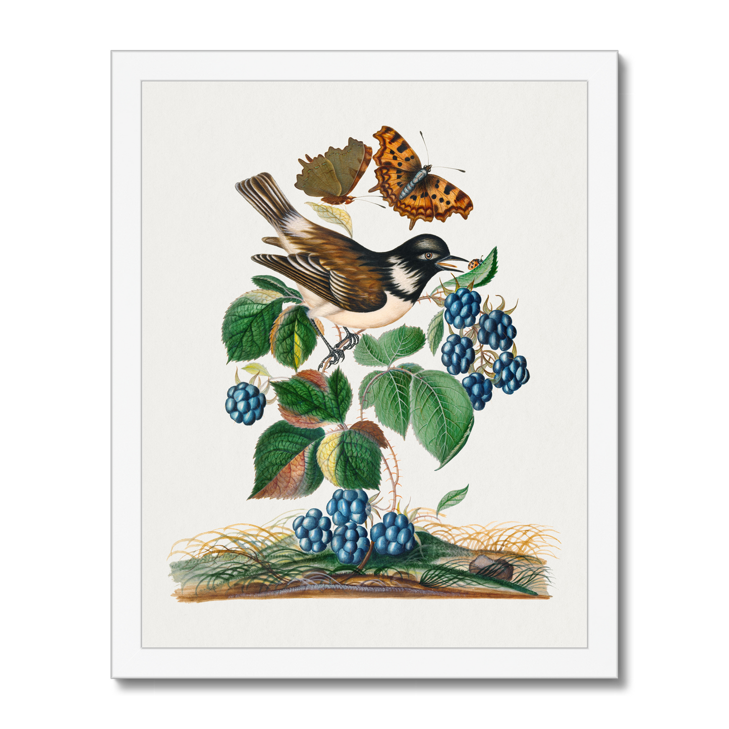 James Bolton - White-cheeked Starling, bramble and Eurasian Comma and Seven-Spotted Ladybird Beetle on leaf