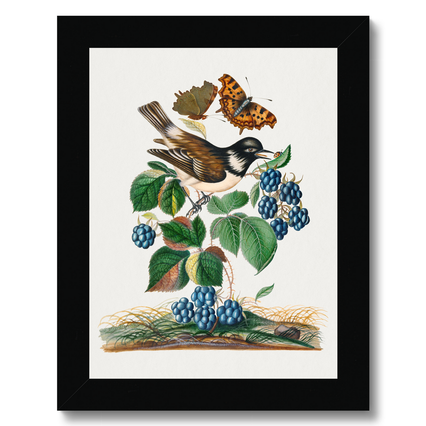 James Bolton - White-cheeked Starling, bramble and Eurasian Comma and Seven-Spotted Ladybird Beetle on leaf