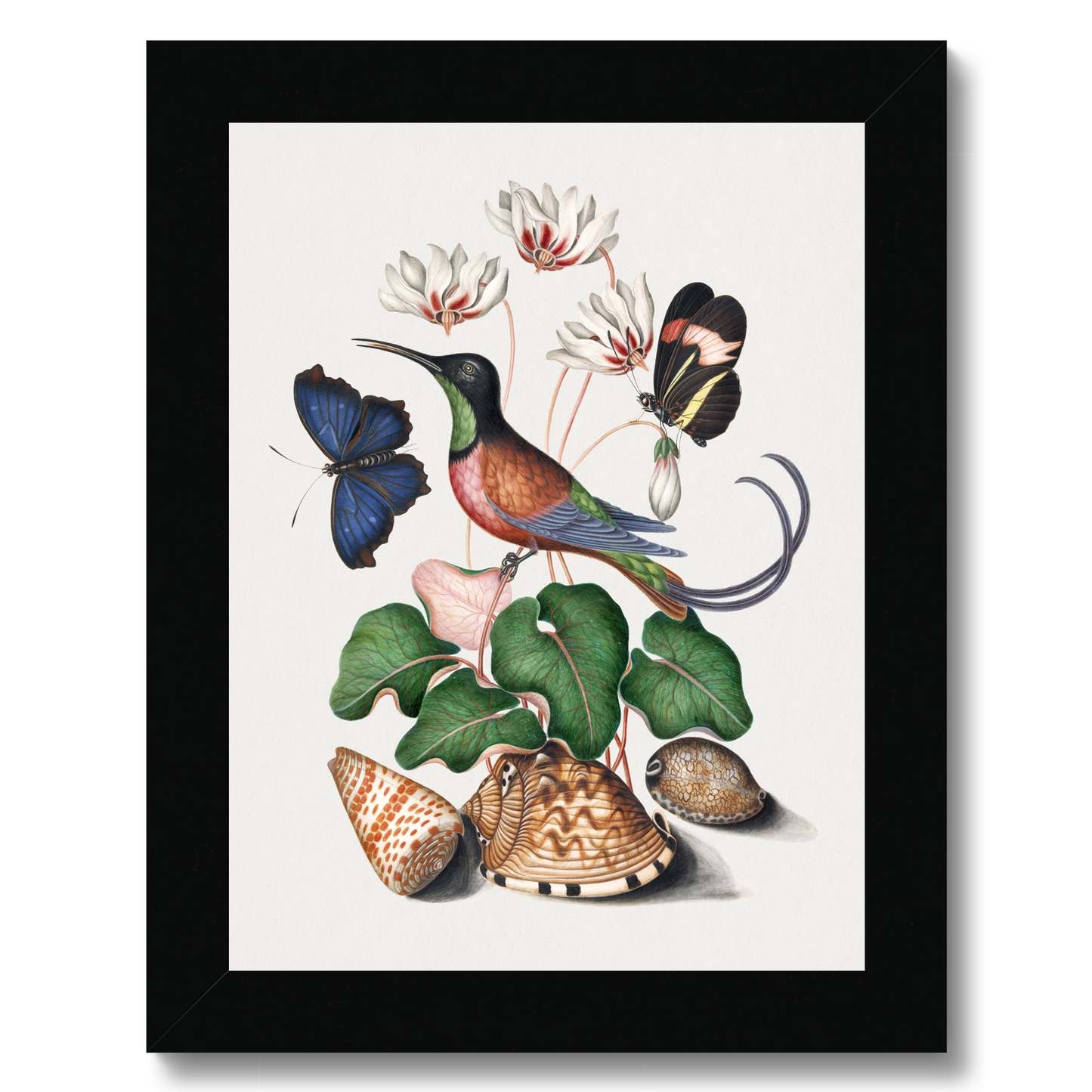 James Bolton - Crimson topaz hummingbird, Cyclamen, Red Postman and shells