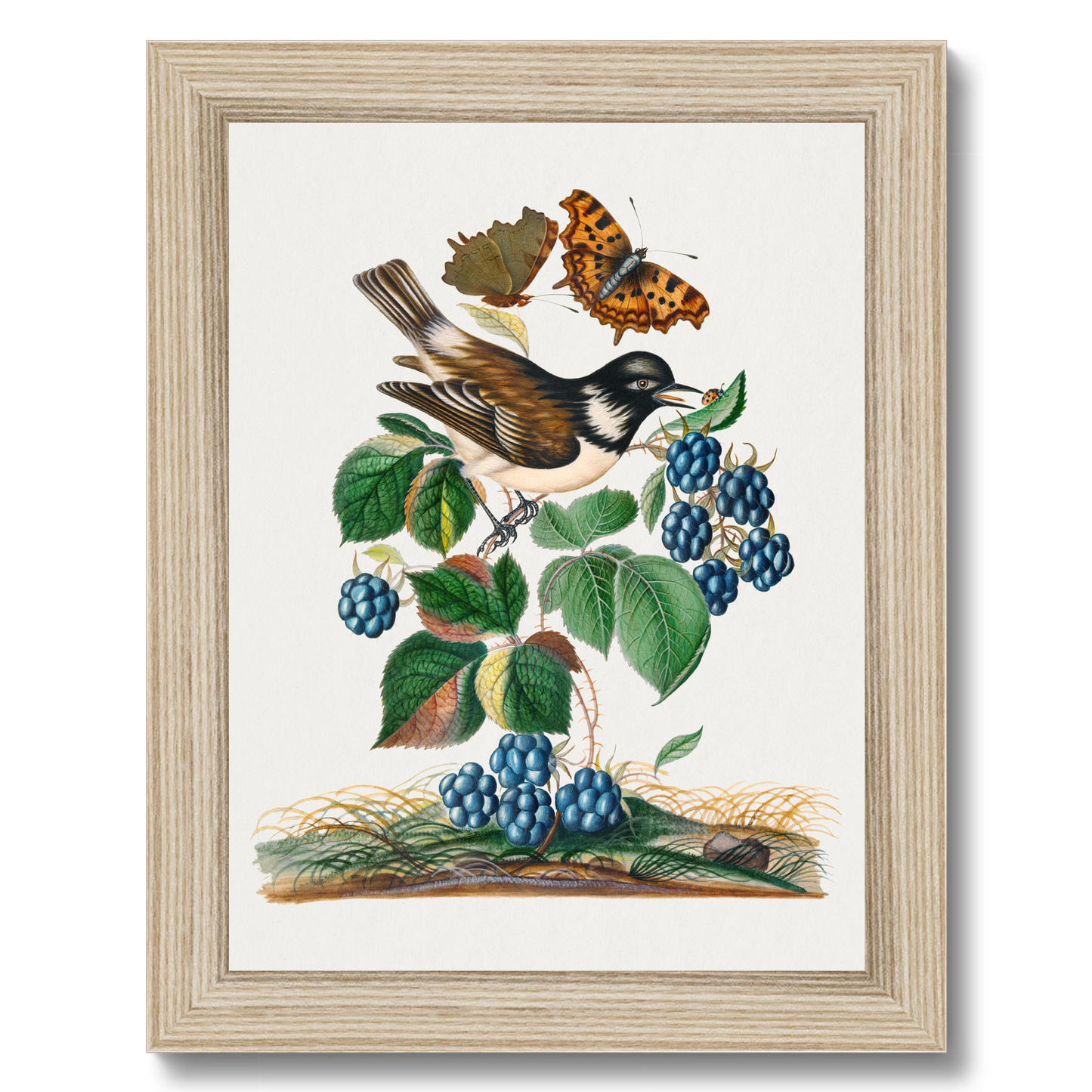 James Bolton - White-cheeked Starling, bramble and Eurasian Comma and Seven-Spotted Ladybird Beetle on leaf