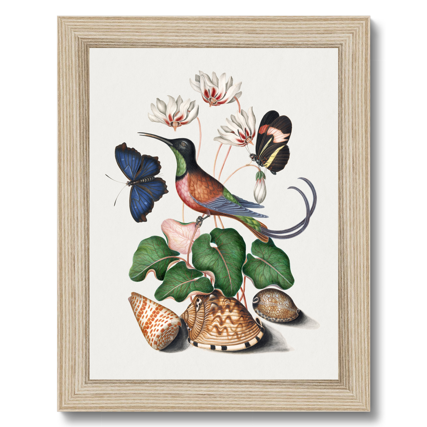 James Bolton - Crimson topaz hummingbird, Cyclamen, Red Postman and shells