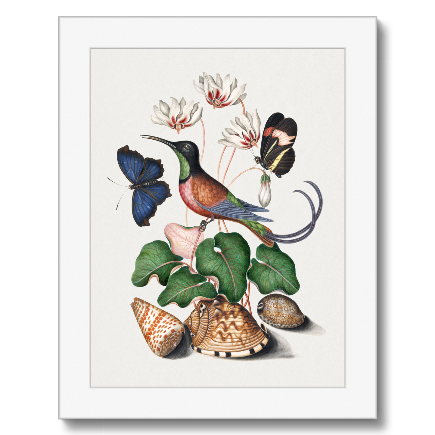 James Bolton - Crimson topaz hummingbird, Cyclamen, Red Postman and shells