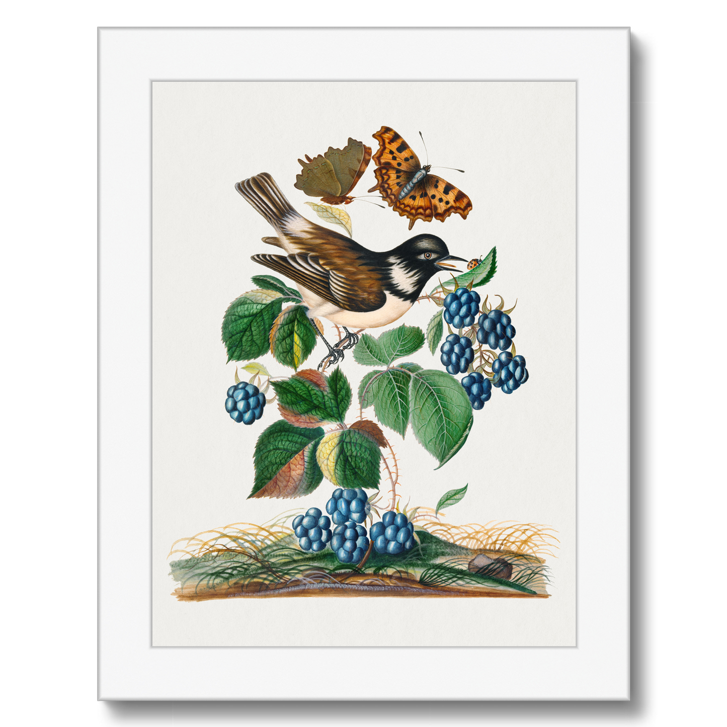 James Bolton - White-cheeked Starling, bramble and Eurasian Comma and Seven-Spotted Ladybird Beetle on leaf