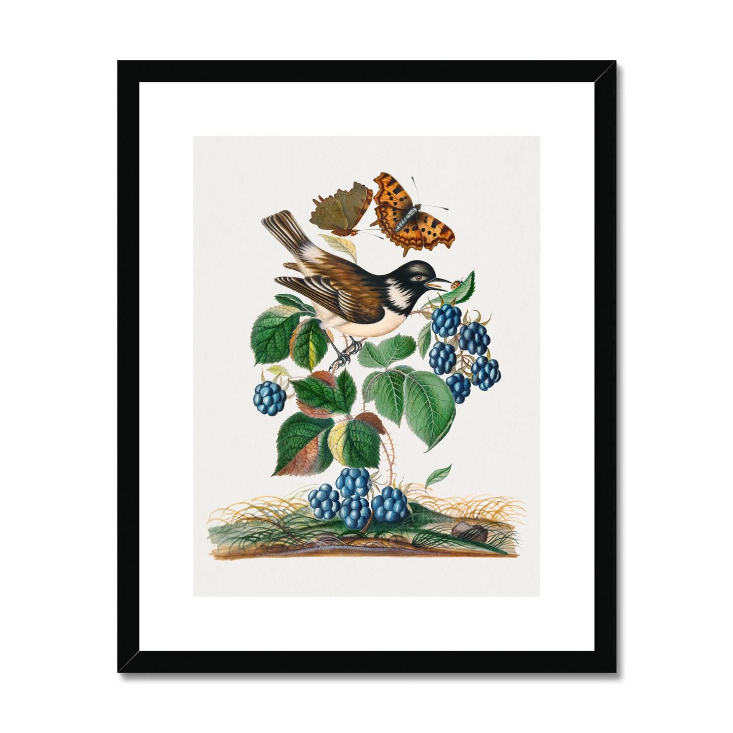 James Bolton - White-cheeked Starling, bramble and Eurasian Comma and Seven-Spotted Ladybird Beetle on leaf