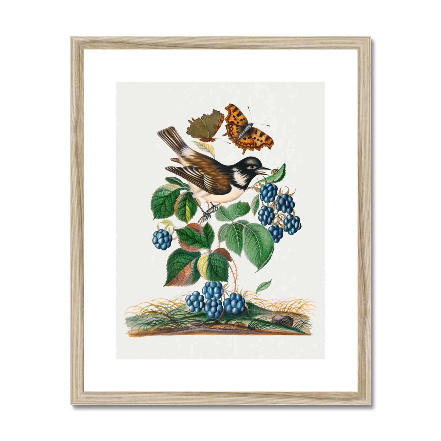 James Bolton - White-cheeked Starling, bramble and Eurasian Comma and Seven-Spotted Ladybird Beetle on leaf