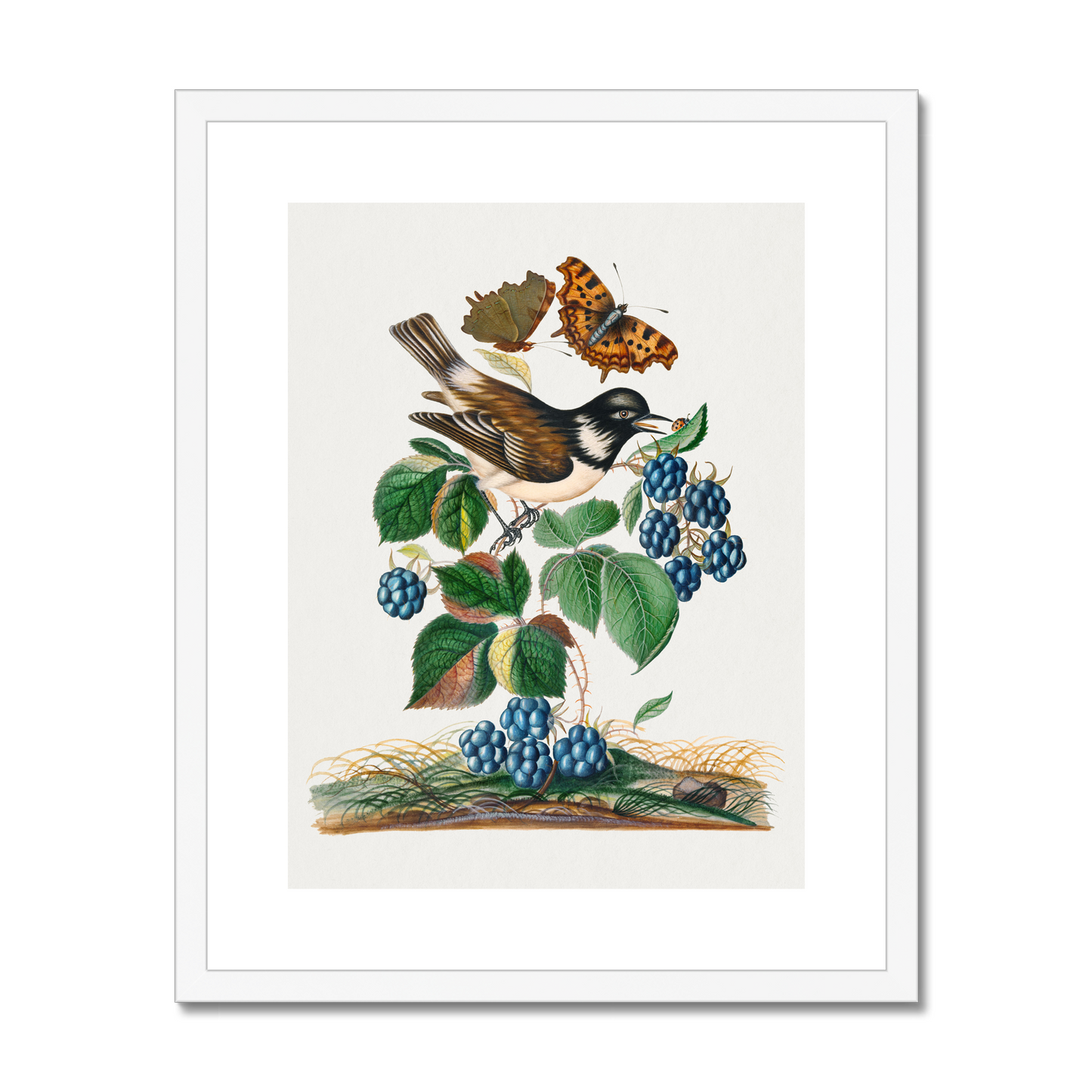 James Bolton - White-cheeked Starling, bramble and Eurasian Comma and Seven-Spotted Ladybird Beetle on leaf