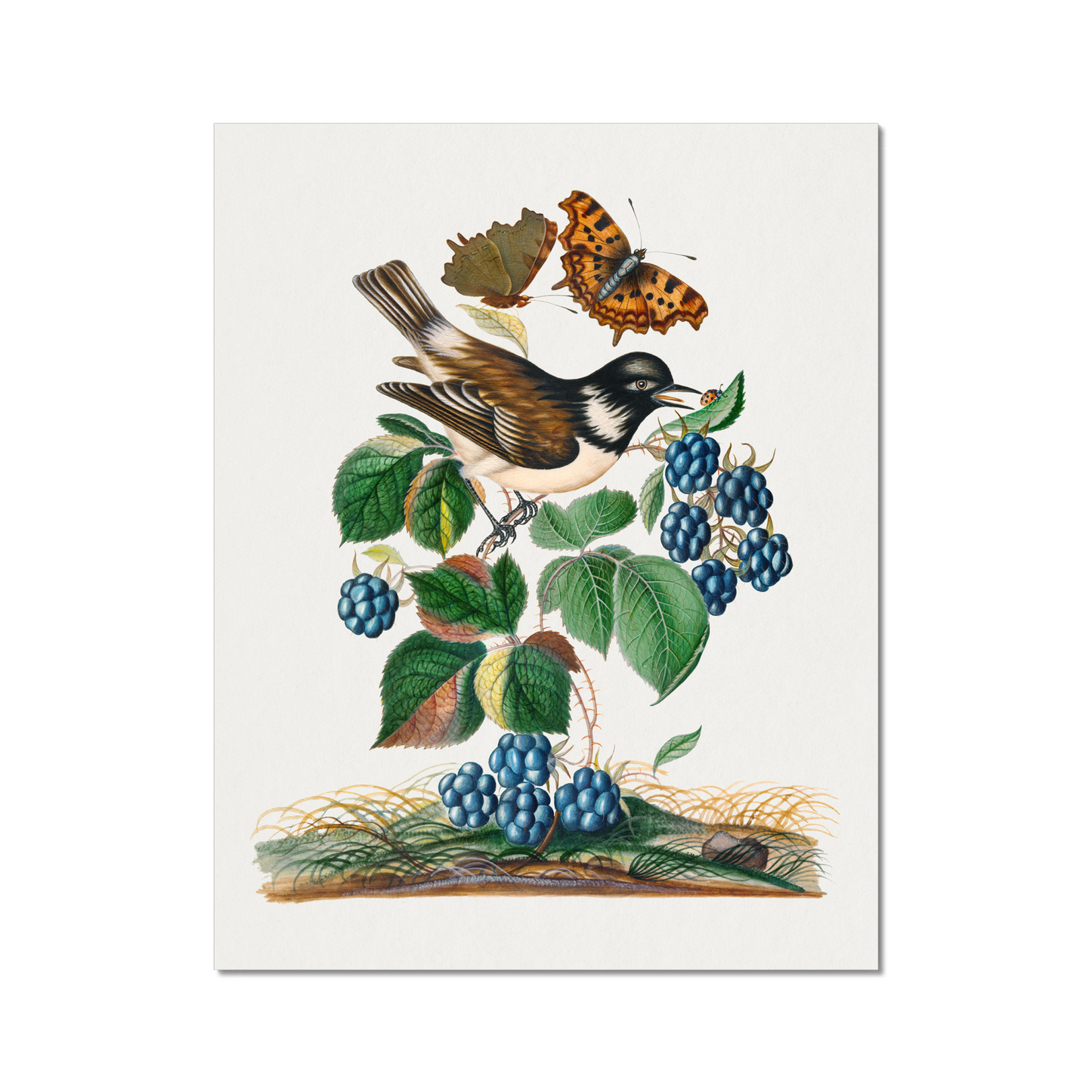 James Bolton - White-cheeked Starling, bramble and Eurasian Comma and Seven-Spotted Ladybird Beetle on leaf