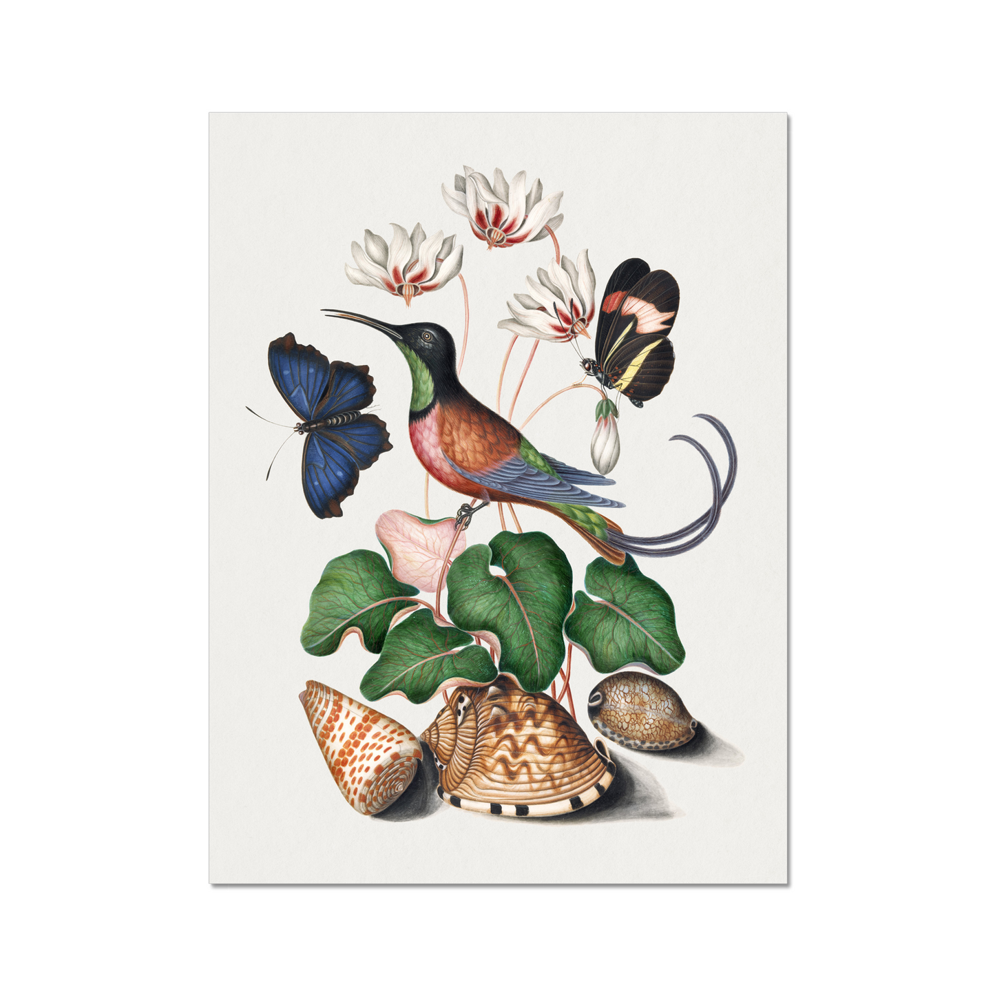 James Bolton - Crimson topaz hummingbird, Cyclamen, Red Postman and shells